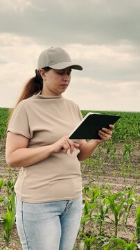 agriculture, farmer working corn field digital tablet, Woman with tablet in corn field, Female farmer analyzing crops with tablet, Agricultural technology in use by young woman, Smart farming and