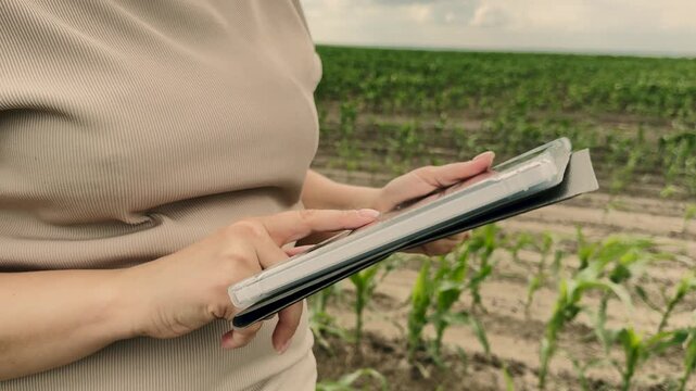 agriculture, farmer working corn field digital tablet, Digital farming in action, Woman using tablet in agriculture, Modern technology in rural area, Smart farming solutions, Checking crop data on