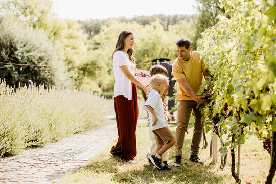 Family enjoying grape harvesting on a sunny day in a vineyard