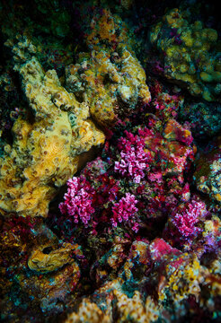 Marine biodiversity and coral reef conservation, vibrant underwater ecosystem with colorful coral formations and sponges on a tropical ocean seabed
