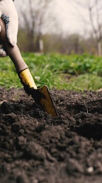 farmer digs ground with shovel, shovel, hands planting green sprout ground, agriculture, eco farm planet, female plants young seedling, close-up woman hands planting small green seedling ground