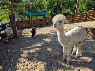 White alpaca standing in a sandy animal enclosure at a petting zoo on a sunny day with sheep in the background © Olesіa Borysenko