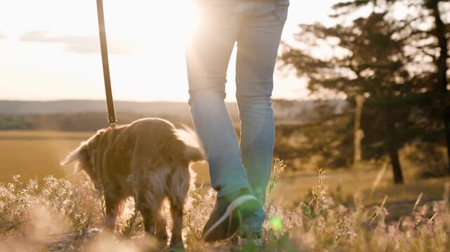 Cute cocker spaniel dog waves tail walking with owner along field grass at sunset man walks dedicated small dog on leash in summer park owner with spaniel enjoys walk across wild park closeup