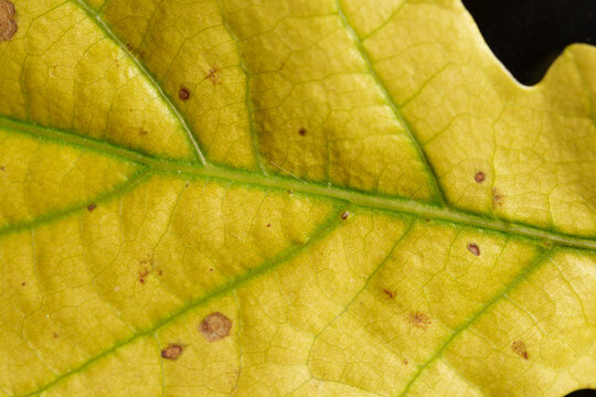 Spotted Yellow Oak Leaf Macro Texture