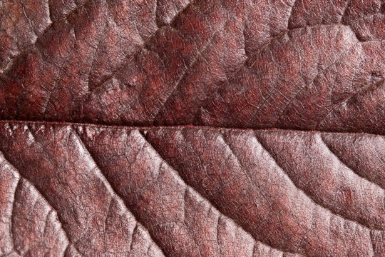 Dark Red Leaf Macro with Glossy Vein Texture
