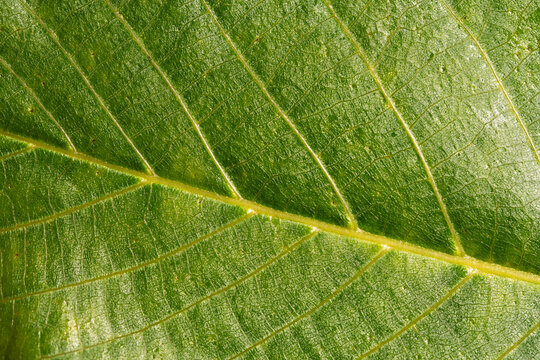 Glossy Green Leaf Macro with Yellow Veins