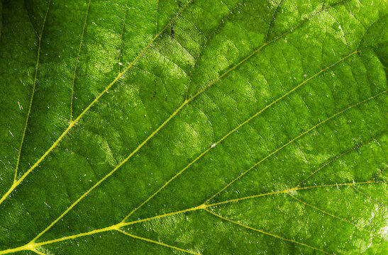 Glossy Green Leaf Vein Macro Texture