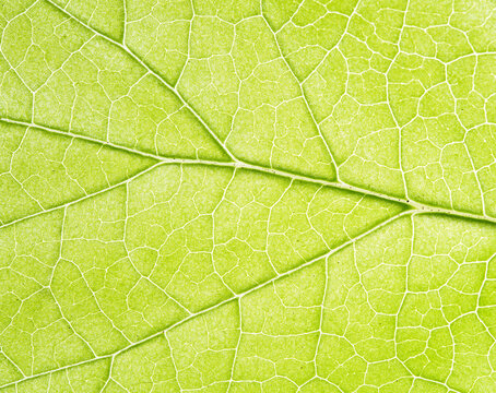 Pale Green Leaf Vein Network Macro