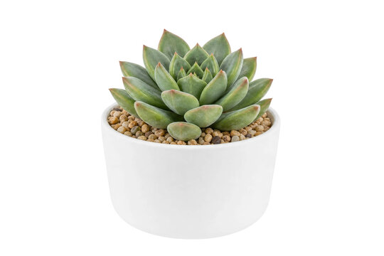 A vibrant green Echeveria succulent plant growing in a simple white ceramic pot on white background