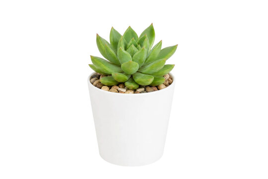 Small green succulent plant in a white ceramic pot isolated on a clean white background