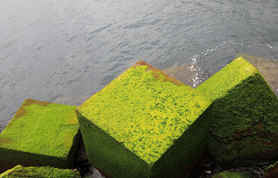 escollera de cubos de roca piedra cubiertos de algas y musgo en el puerto de getaria pa&iacute;s vasco 4M0A8687-as26
