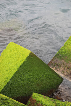 escollera de cubos de roca piedra cubiertos de algas y musgo verde en el puerto de getaria pa&iacute;s vasco 4M0A8693-as26