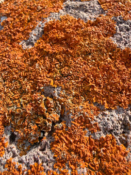 liquen color rojizo en una piedra roca almer&iacute;a IMG_5776-as26