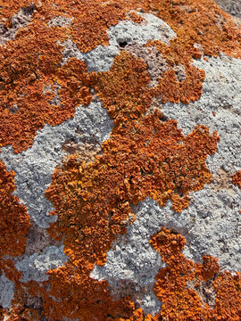 liquen color rojizo en una piedra roca almer&iacute;a IMG_5778-as26