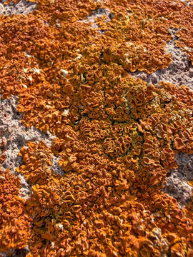 liquen color rojizo en una piedra roca almer&iacute;a IMG_5777-as26