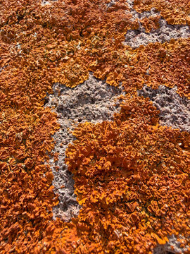 liquen color rojizo en una piedra roca almer&iacute;a IMG_5780-as26