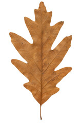 Fototapeta premium Single dried brown oak leaf isolated on a clean white background for seasonal design projects