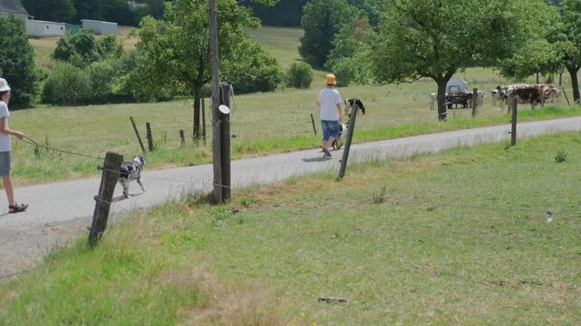 Two teenage boys walking dogs leash country road forest summer day t-shirts shorts hats border collie Australian shepherd merle pet care outdoor activity youth friendship rural landscape