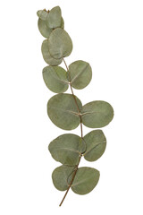 Single stem of dried eucalyptus leaves isolated on a clean white background for design © Sapphire
