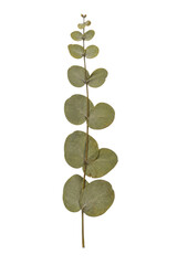 Obraz premium Dried eucalyptus branch with round green leaves isolated on a clean white background surface