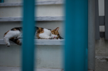 Cat resting behind a blue doorway on a Greek island © GreeceYou