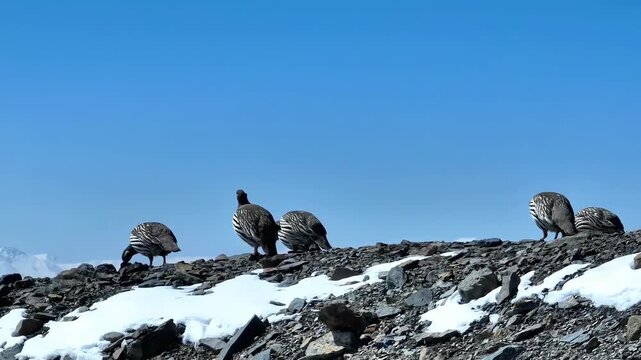 Snow Partridges Walking on a Rocky Mountain Slope with Patches of Snow and Blue Sky