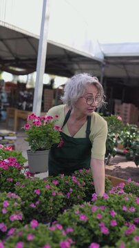 Senior woman arranging pink geraniums in a greenhouse