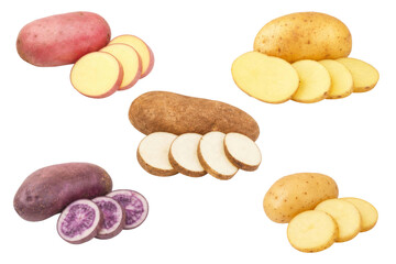 Obraz premium Collection of various raw potato varieties including red, yellow, russet and purple tubers isolated