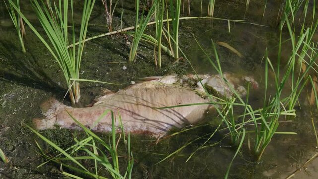A deceased carp lies decomposing among green reeds and algae in shallow wetland water under direct sunlight. Concept of aquatic wildlife mortality, environmental damage, and pollution.