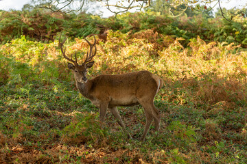 Fototapeta premium deer in the forest