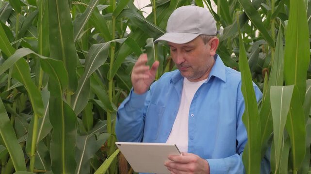 Agriculture, farmer face, industry male female worker cap, male working sunflower field, grow plant field, man person alone corn plantation, yellow flower, green corn field, male working field