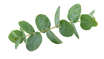 Green eucalyptus branch with oval leaves, isolated on transparent background © PAPADOMUS