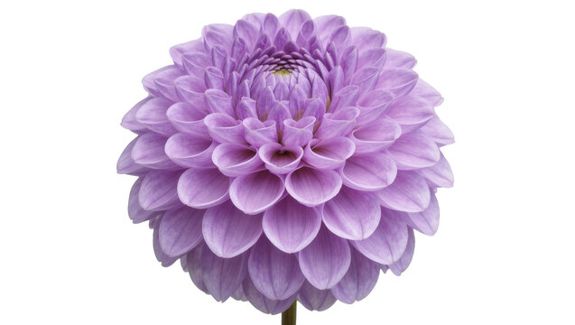Delicate purple dahlia flower with layered petals, isolated on transparent background