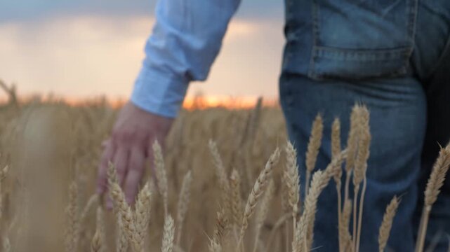 agriculture, wheat field, golden wheat farm field sunset, farmer hand touching ears wheat field, farmer owner working farm, close-up, agriculture concept, growing food, good soil fruitful, agrarian