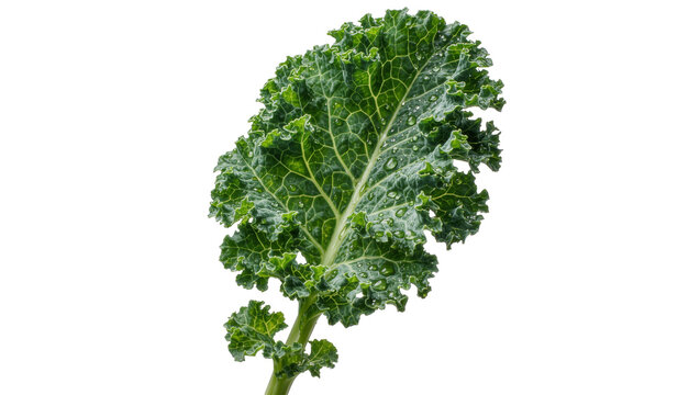 Fresh green kale leaf with water droplets, isolated on transparent background