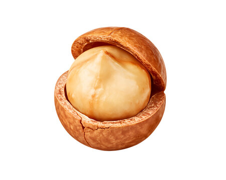 Close-up of one hazelnut split open