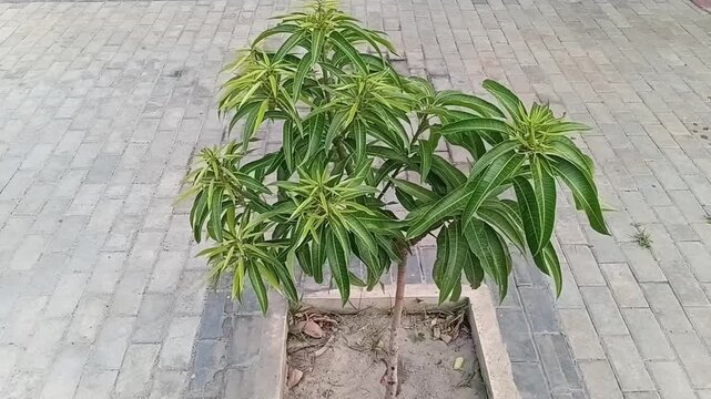 Horizontal Shot of Healthy Grafted Willard Mango Sapling Mangifera Indica Swaying in Mild Wind on Office Interlock Pavement