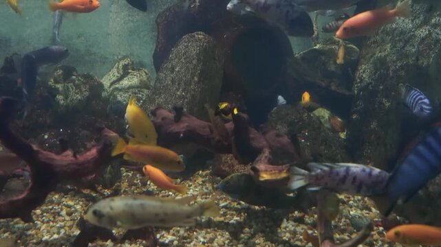 Vibrant freshwater aquarium filled with colorful cichlid fish swimming among rocks, wood driftwood decorations, and sandy bottom substrate under clear illuminated water in a domestic home tank