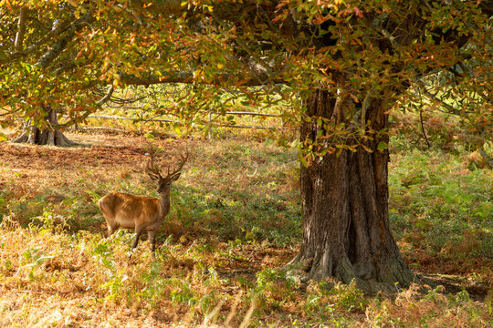 deer in autumn forest