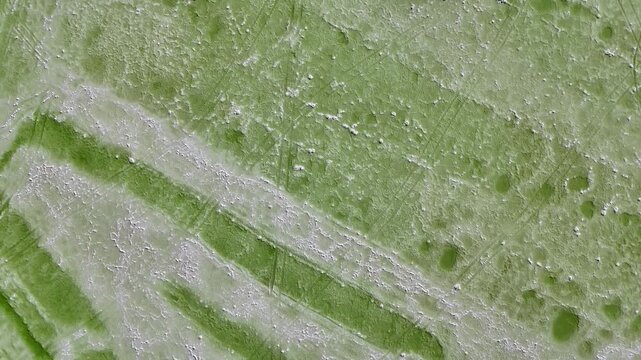 Green leaf surface microscopic texture close up
