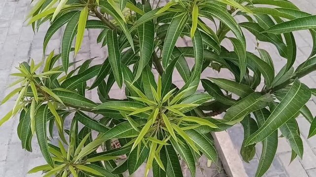 Horizontal Close Up Shot of Lush Green Foliage and Leaves of Willard Mango Plant Mangifera Indica