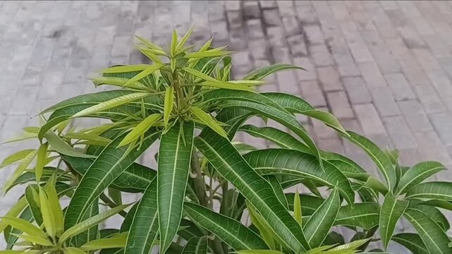 Horizontal Zoom In Shot of Fresh Tender Leaves and Young Shoots of Grafted Willard Mango Sapling Mangifera Indica