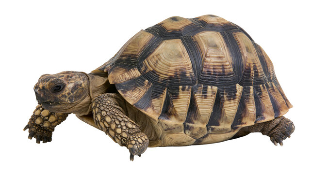 Detailed view of a tortoise with a patterned shell, isolated on transparent background