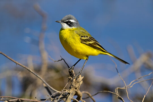 Spanish wagtail, Western yellow wagtail // Iberische Wiesenschafstelze (Motacilla flava iberiae) - Carrapateira, Algave, Portugal