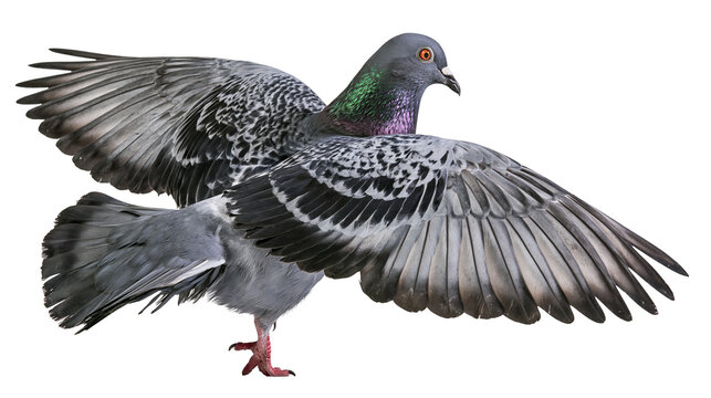 Gray pigeon with iridescent neck feathers wings spread, isolated on transparent background