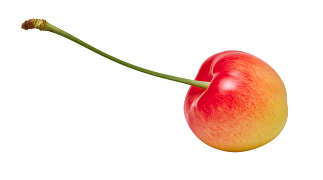 Single Rainier cherry with green stem, isolated on transparent background