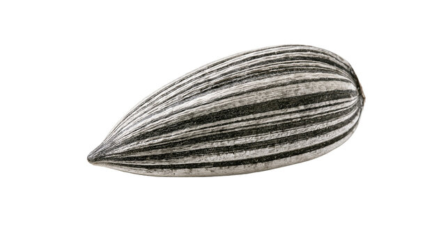 Single striped sunflower seed, isolated on transparent background