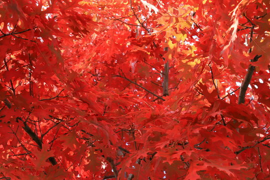 Quercus rubra Northern red oak beautiful vibrant red autumn leaves close up background