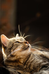 gato descansando  © Miguel