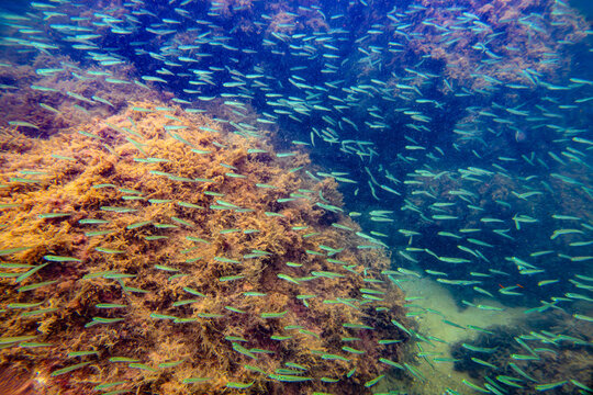 Banc de poissons argent&eacute;s pr&egrave;s d'un r&eacute;cif recouvert d'algues brunes